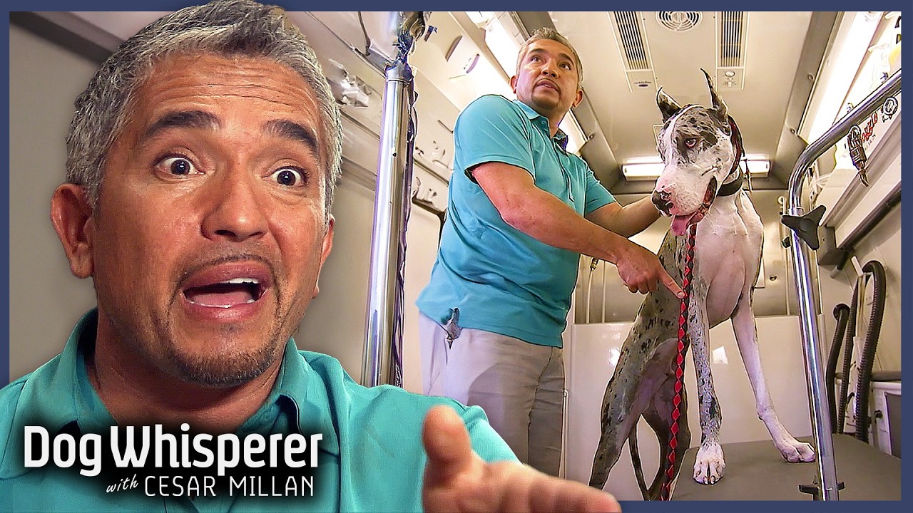 Anxious Great Dane HATES Being Groomed! | S5 E14 Full Episode | Dog Whisperer With Cesar Millan