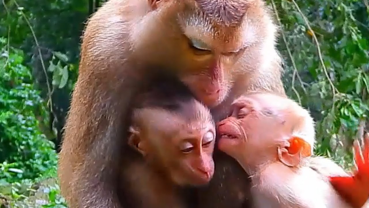 Monkey & Primates, What Happen Young Mom With 2babies, Best Action Monkeys, Lovely Baby Monkey