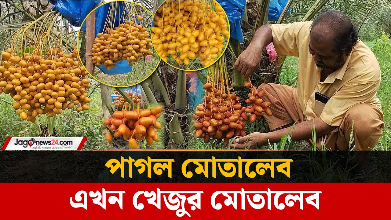 খেজুর চাষে ময়মনসিংহের ভালুকায় কোটিপতি মোতালেব | Mymensingh | Jago News