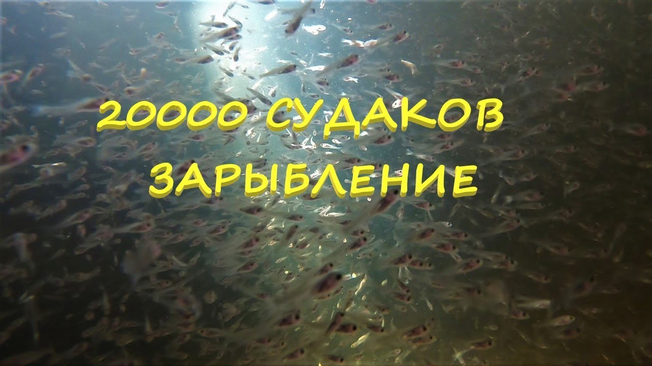 20000 судаков. Зарыбление.