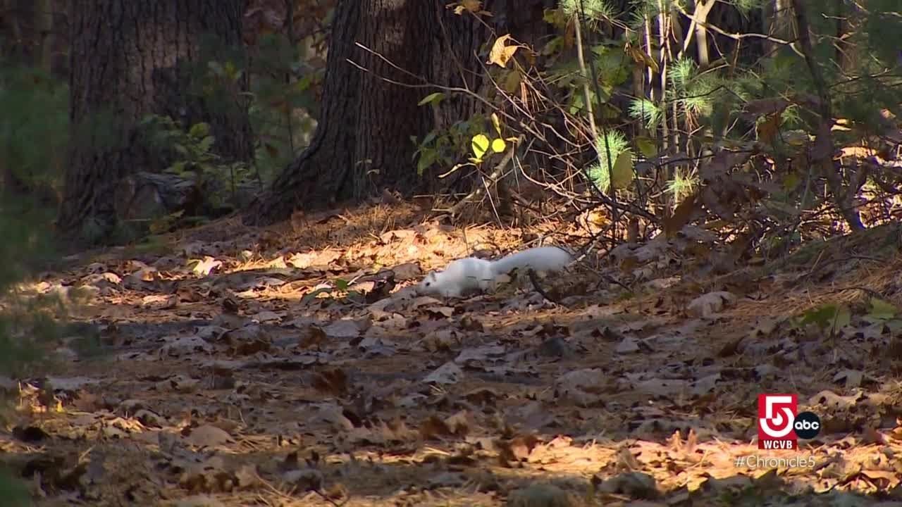 The village of Ballardvale is home to an elusive white squirrel population