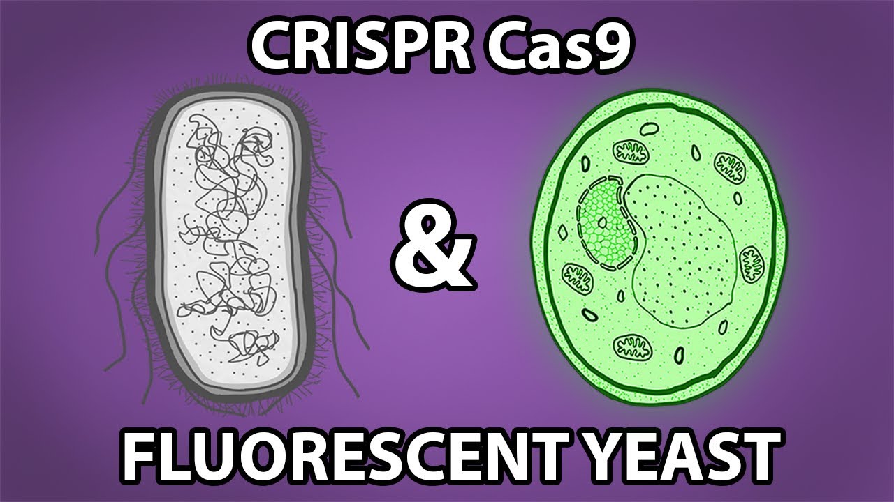 Crispr Cas9 & Fluorescent Yeast: Genetic Engineering at Home