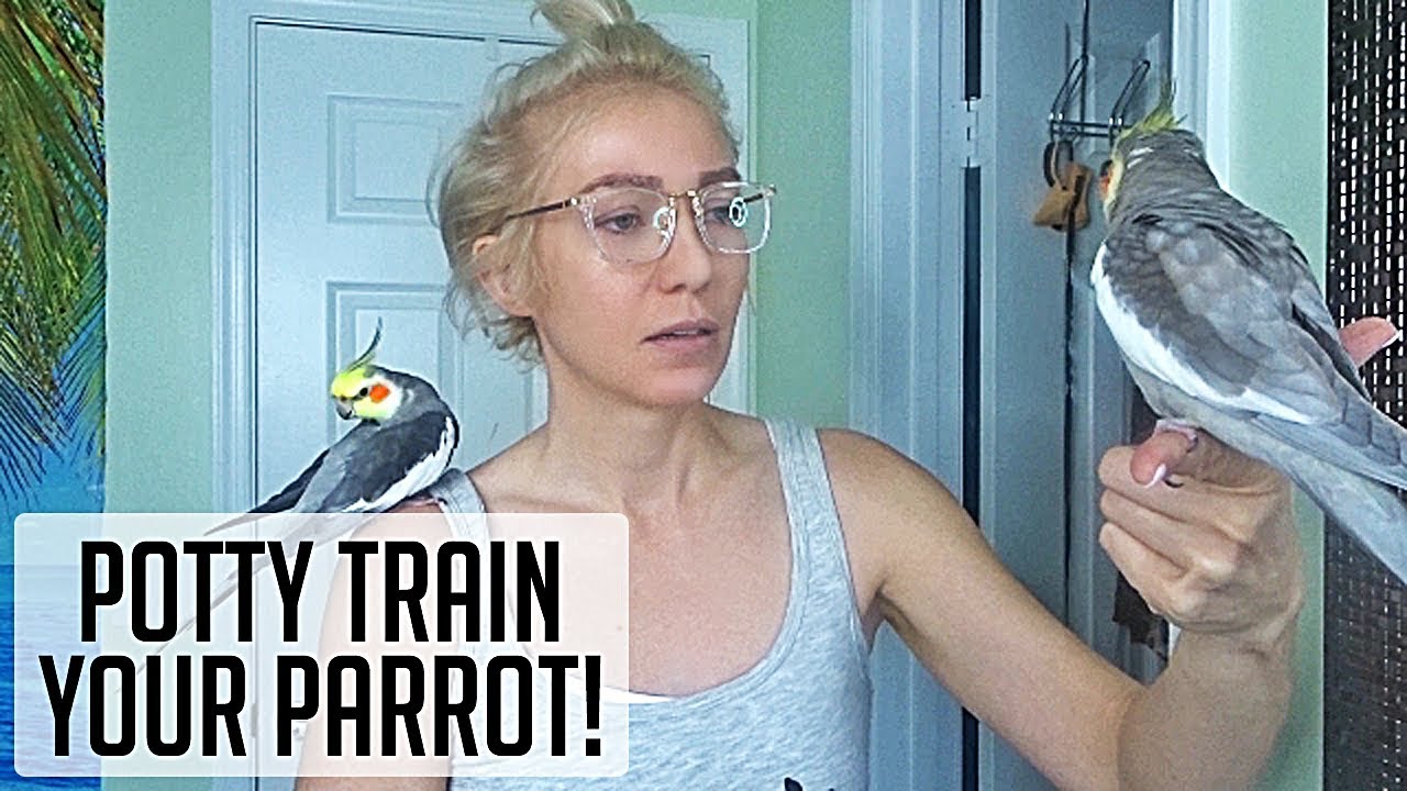 How to Potty Train your PARROT!!