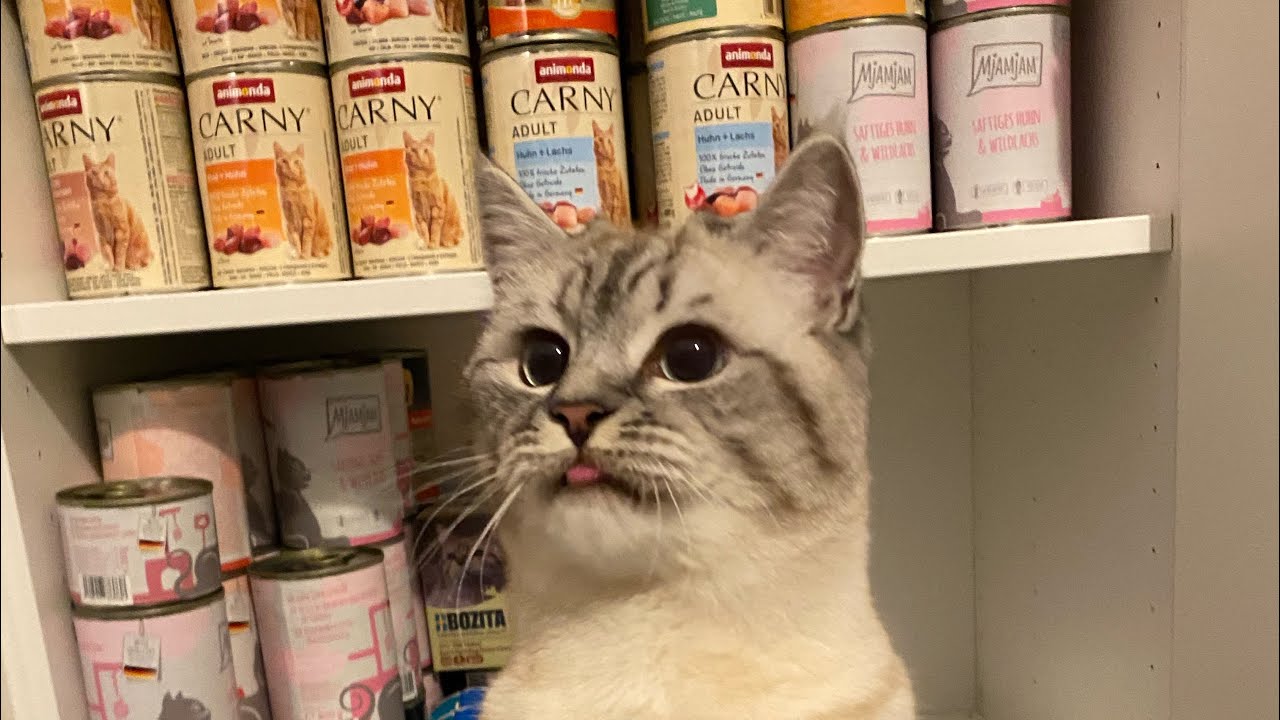 Gutes Katzenfutter/ Die Perfekten Katzenfuttersorten f&uuml;r jeden Geldbeutel!