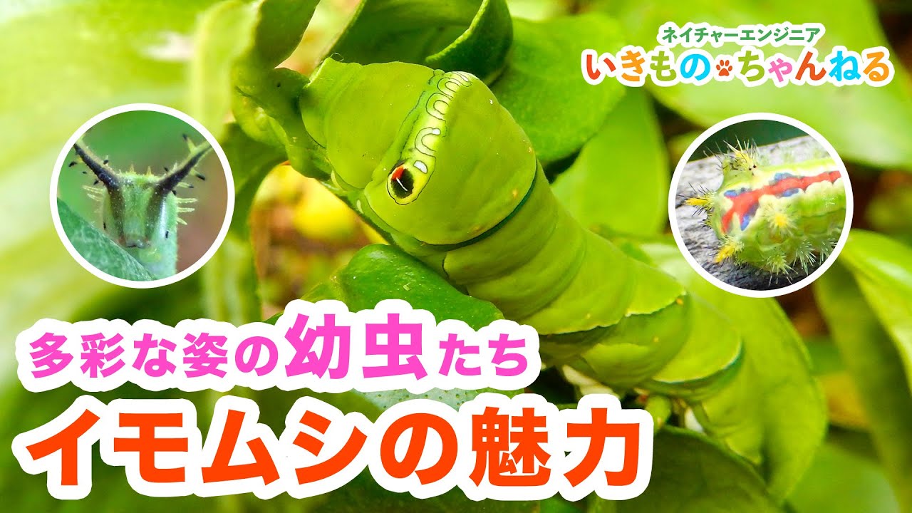 イモムシは多彩な姿を持つ幼虫たち！その知られざる魅力を紹介