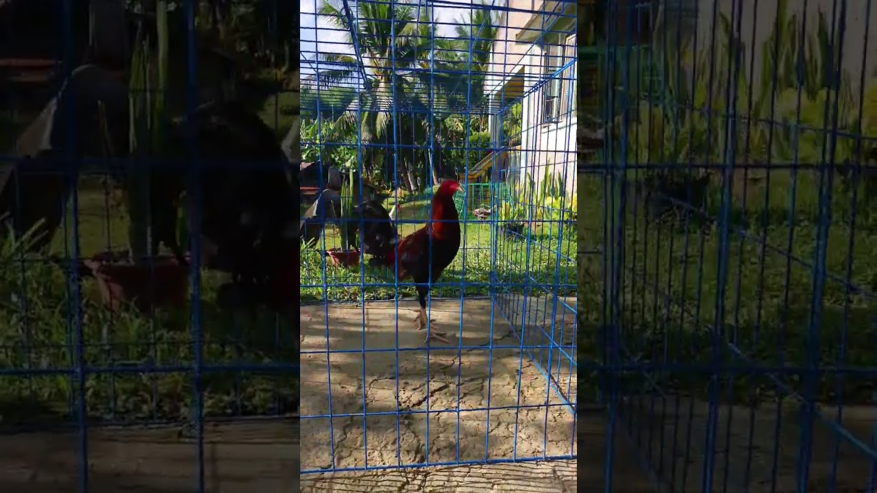 Boston Sweater High Station🔥 #gamefowl #hobbyfarm #shortvideos #roosterfarm #youtubeshorts