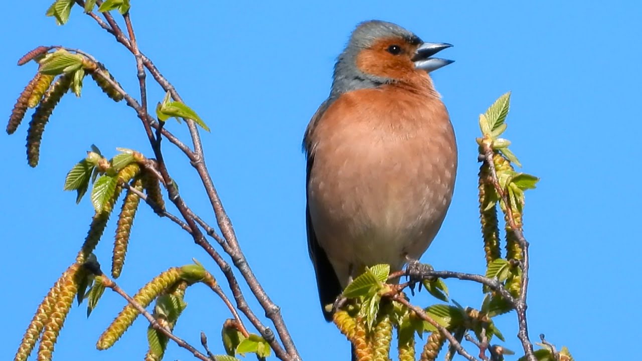 Uccelli in canto 1. Canti nuziali e versi dei nostri vicini di casa