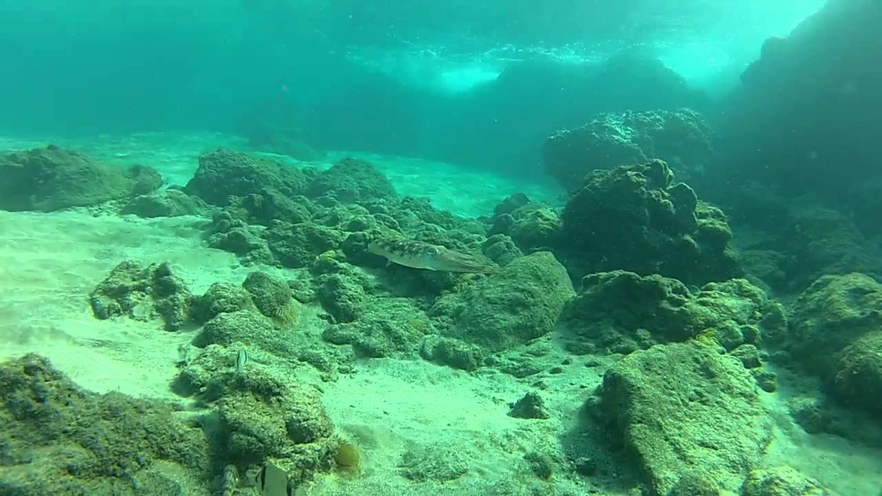 Mątwy i ośmiornice - mistrzowie kamuflażu.