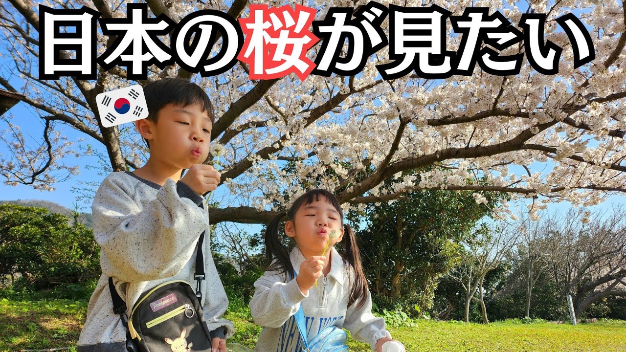 【韓国人立入禁止…？】対馬で桜を見てきました！