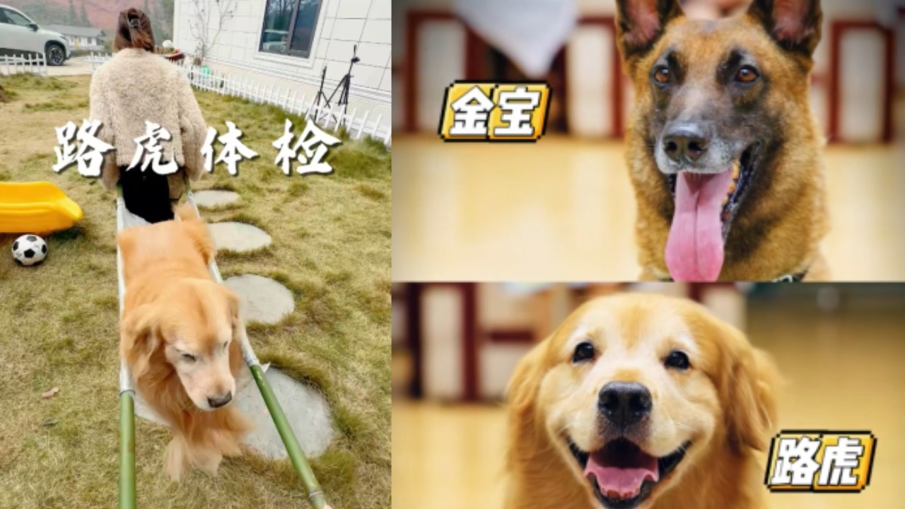 家大金毛這麽嬌氣，還要天天哄才行～#dog #pets #cute