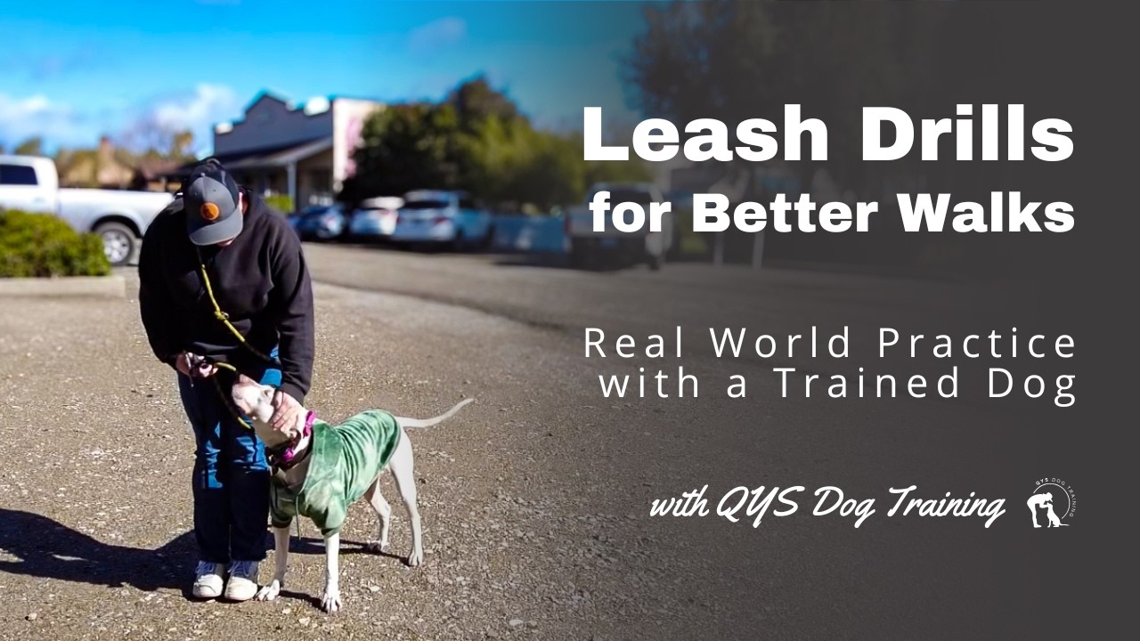 Leash Drills for Better Walks – how they actually look with a trained dog