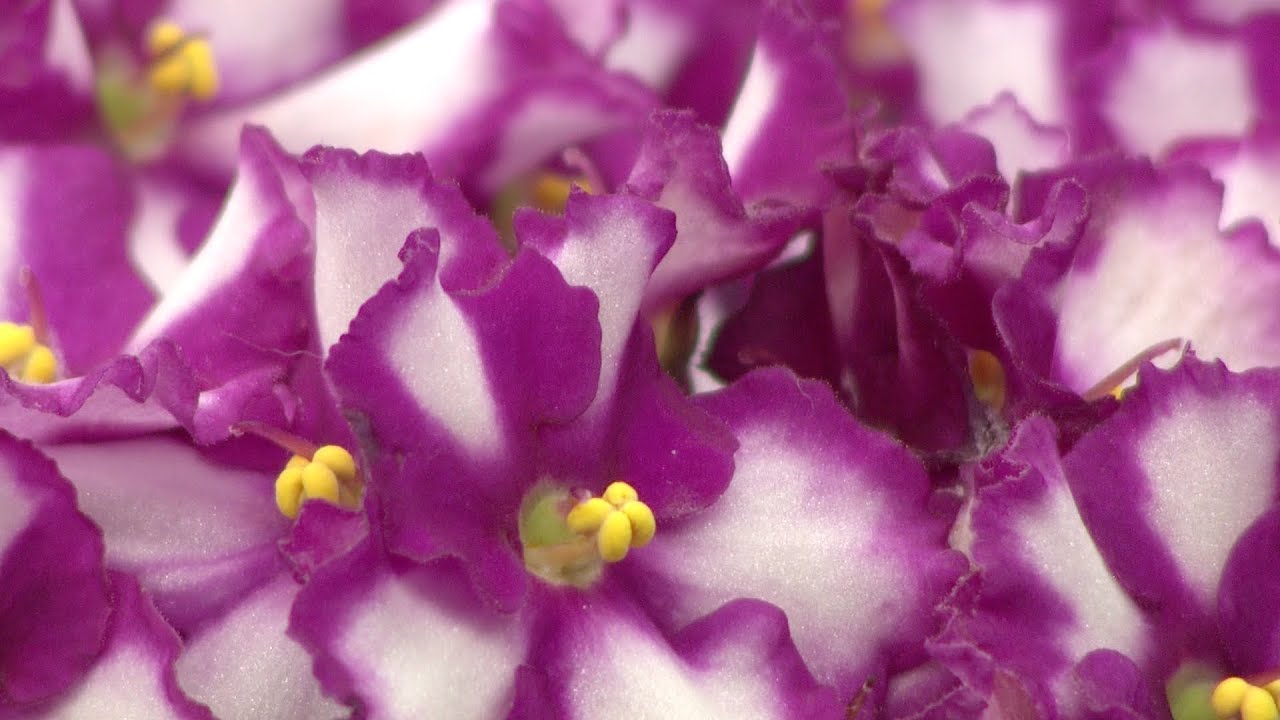 African violets for office and home | Penny Smith-Kerker | Central Texas Gardener