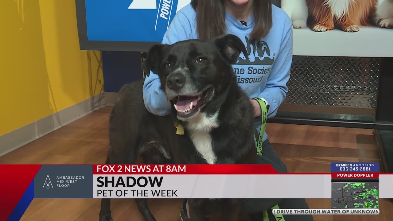 Pet of the Week: Shadow