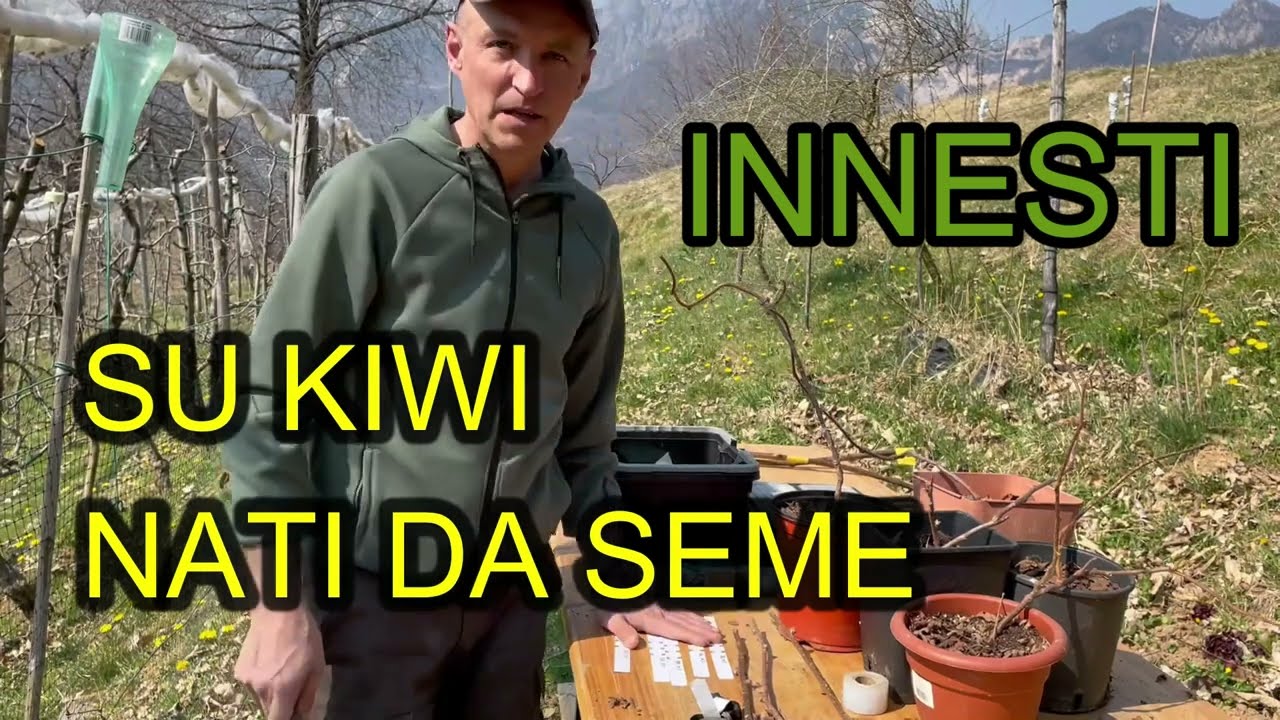 INNESTO KIWI NATI DA SEME