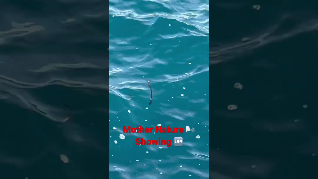 Breaking Physics? Mysterious Twigs floating Vertically, #nde #love #physics #nature
