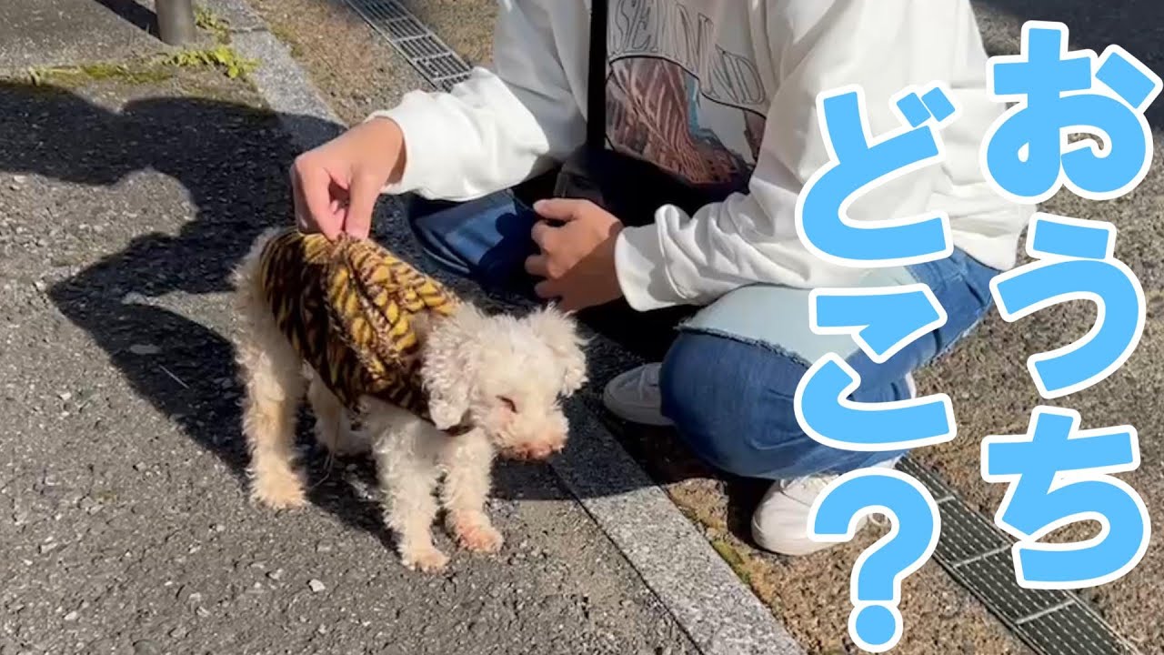 迷い犬を保護した時の事