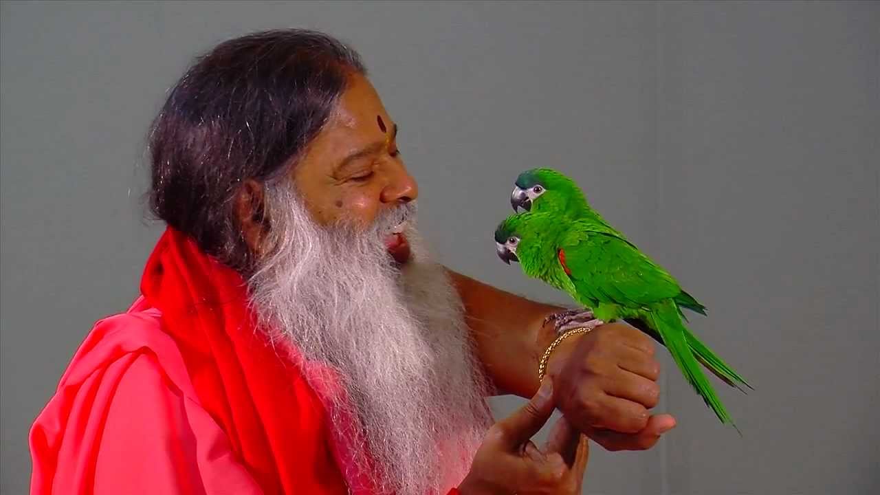 Parrots interact with Sri Swamiji at Shukavana (Parrot Park)