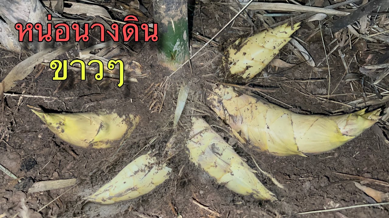 ป๊าดหน่อนางดินขาวๆเกิดอ้อมกอ อ่อนๆอวบๆเสียงสับม่วนๆสะใจมาก