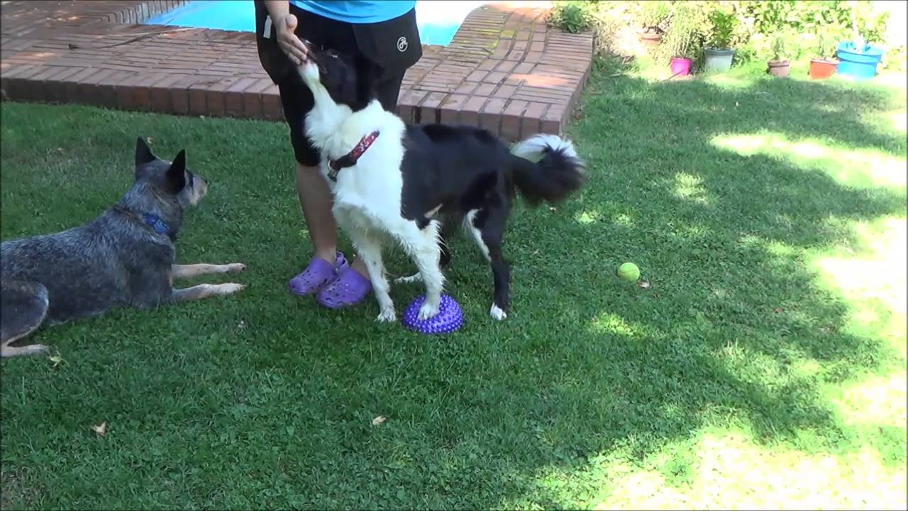 Puppy Class Lesson3 session3 Mafi Border Collie