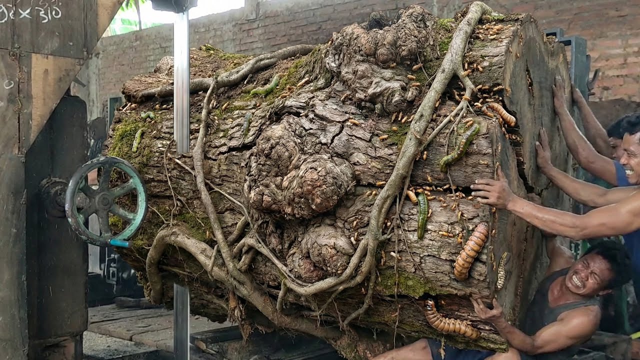 The process of cutting rain tree wood is very dangerous without using safety measures!!