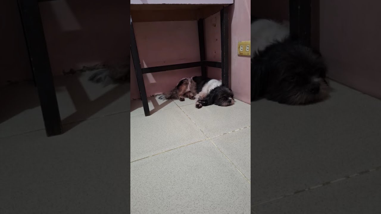 📍live @Apollo&Nala,  Cute Shih Tzu