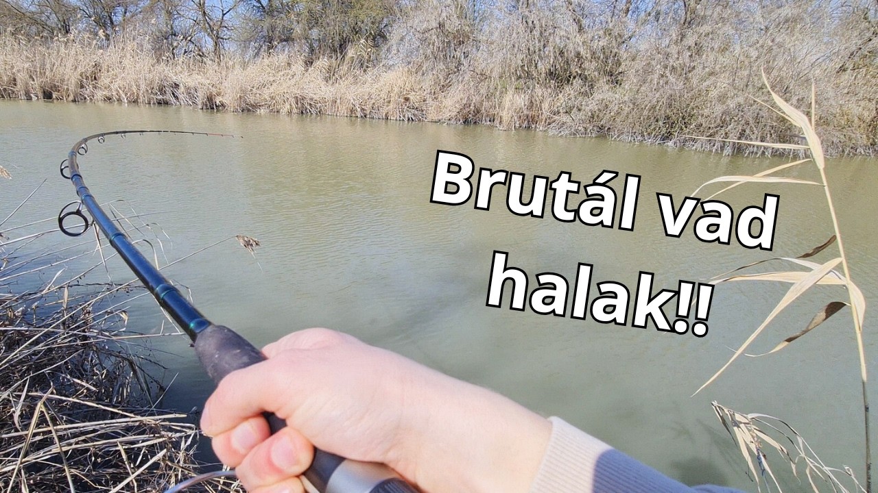 Rapid csatorna horgászat - Ismét bordás kosár volt eredményes 