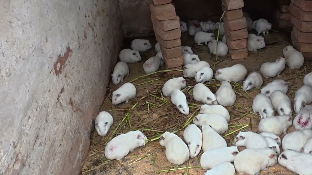 Why Guinea Pigs Look Like Rabbits? দেখতে খরগোশ, আসলে গিনিপিগ