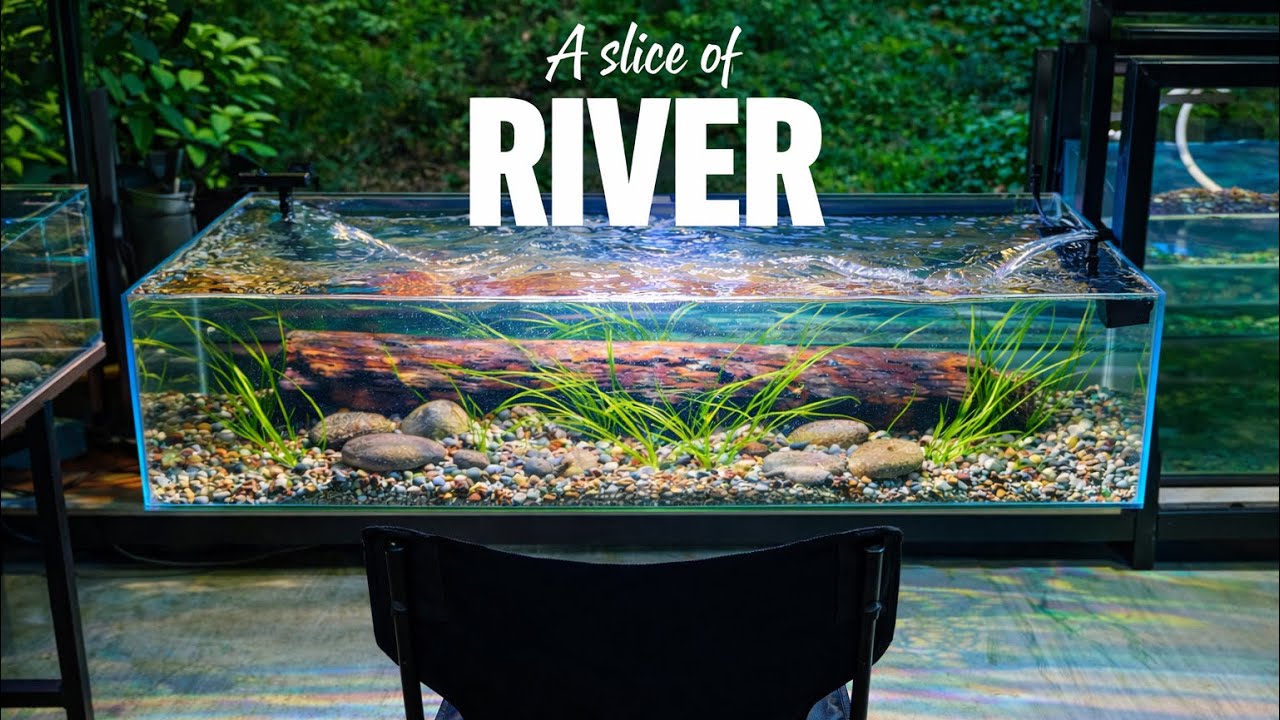 River Style Aquarium with Strong Flow 🌊