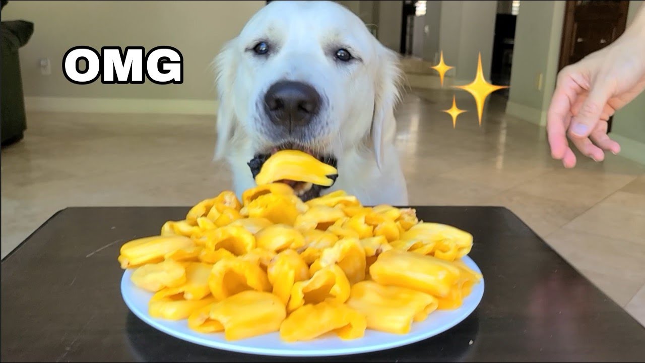My dog reacts to and eats jackfruit for the first time! HUGE jackfruit! Golden retriever taste test!