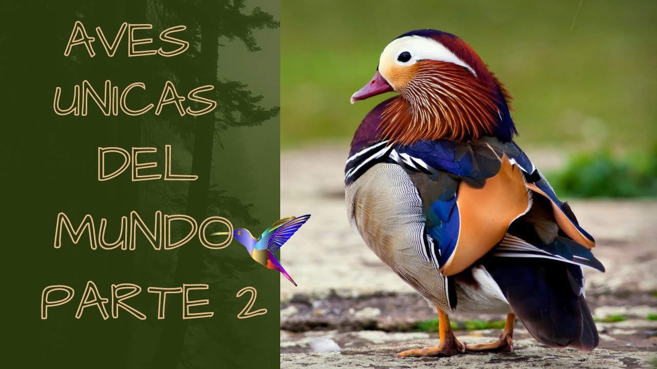 Aves realmente &uacute;nicas y extraordinarias en el mundo parte 2 #aves #mundo #animales #animals #unicas