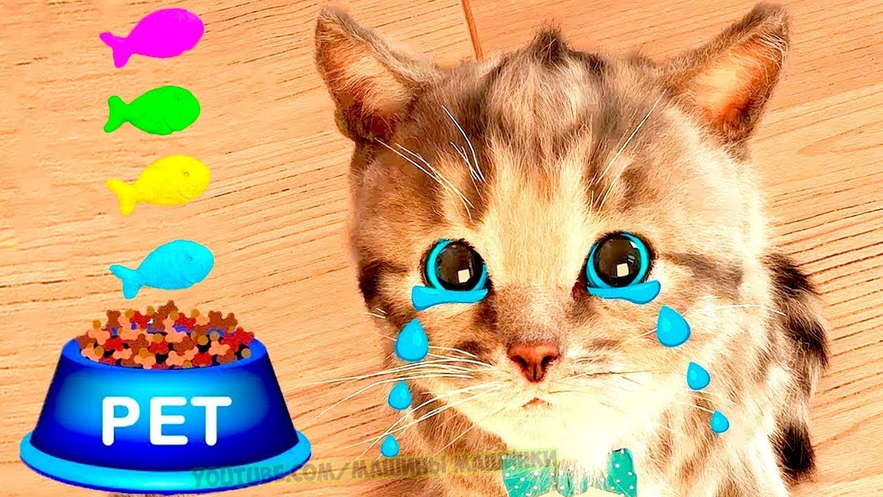 Little Kitten Preschool Adventure Education Games iOS Play Fun Cute Kitten Pet Care Learning #kitty