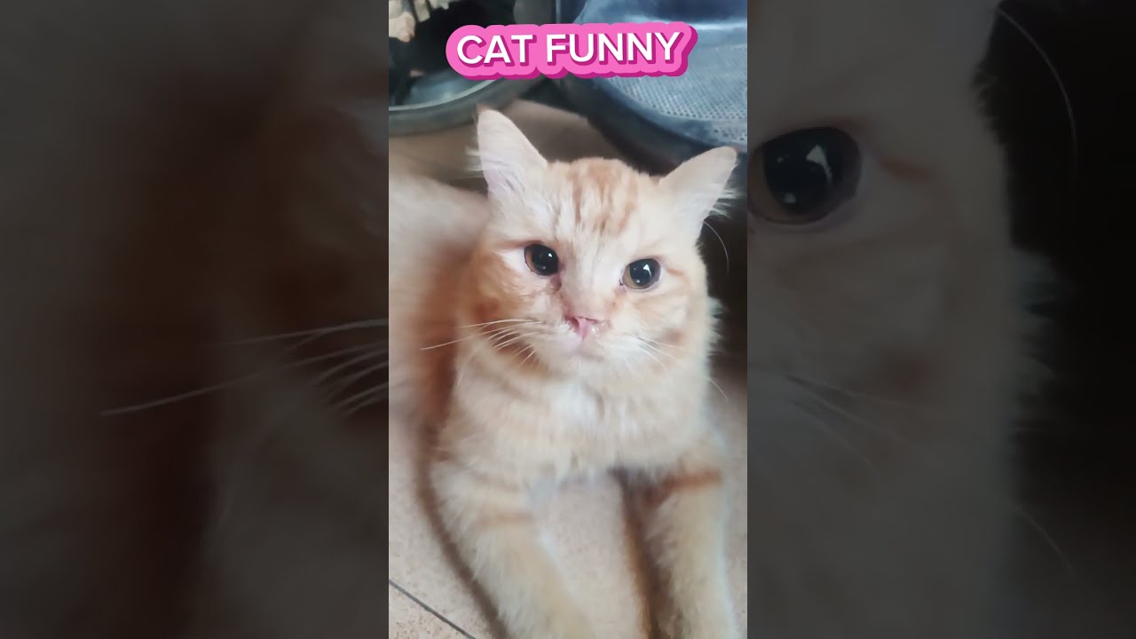 Viral videos are so cute