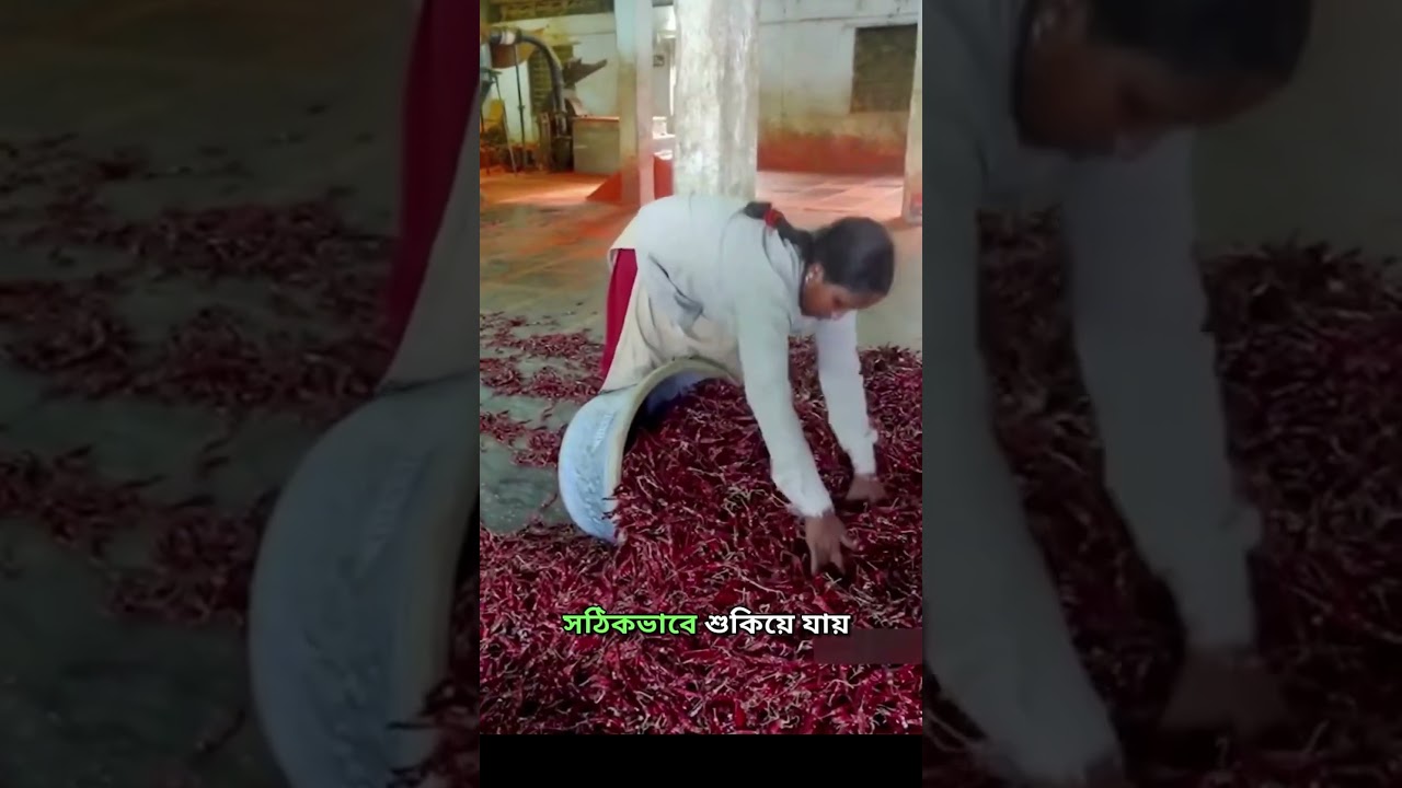 RED CHILLI POWDER making in factory #shortvideo #making