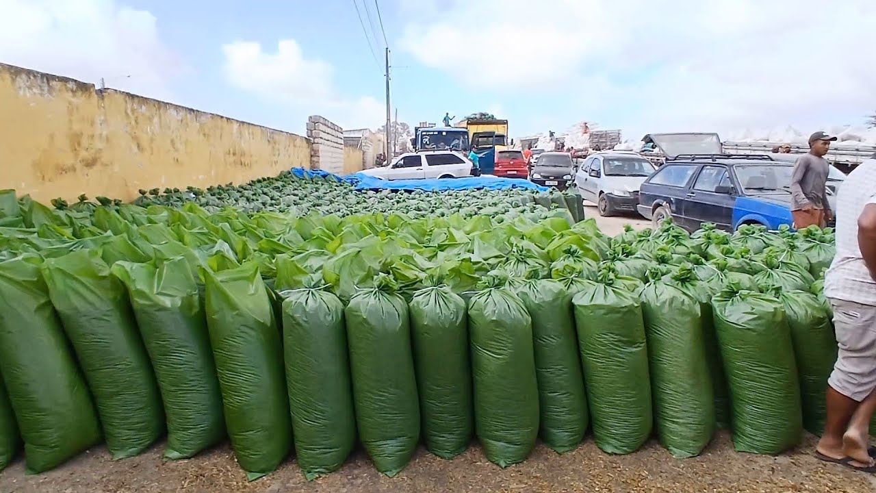 FEIRA DE RAÇÃO EM CAPOEIRAS PERNAMBUCO 06 de fevereiro de 2026