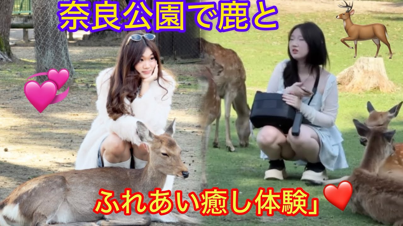 奈良の鹿と過ごす特別なひととき🦌✨ 奈良公園の可愛い鹿たち 🦌🌸 観光客に大人気