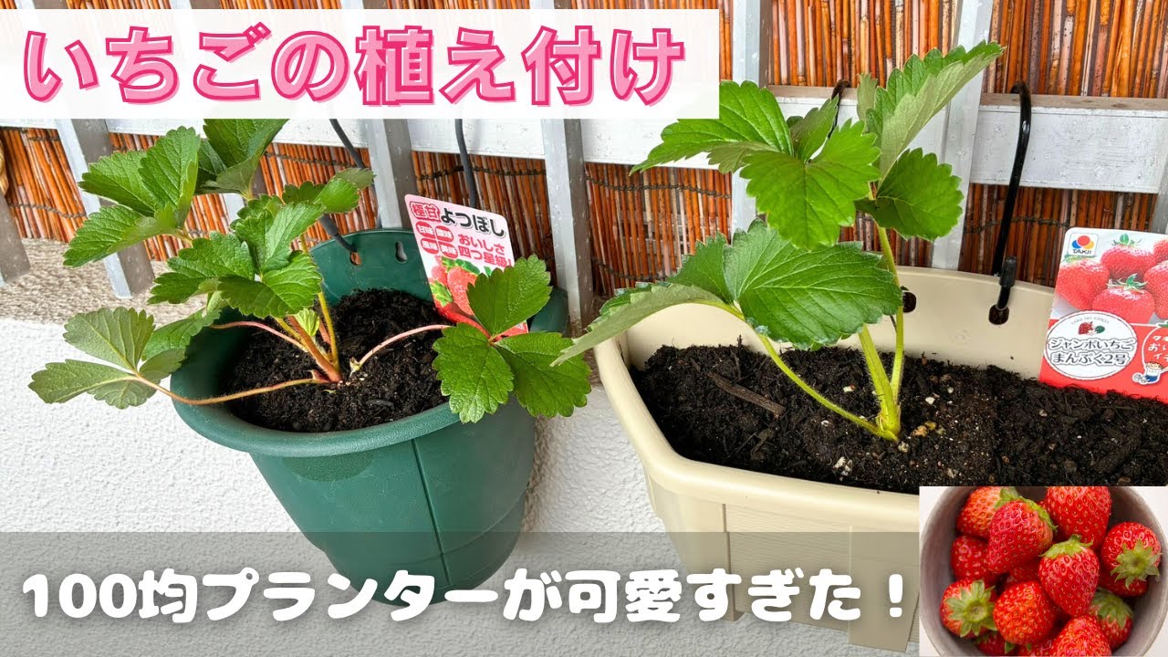 【10月栽培】いちごの苗を植えていきます！100均ダイソー・セリアのプランターが可愛すぎた！インテリアみたいにオシャレな苺栽培目指そう☆