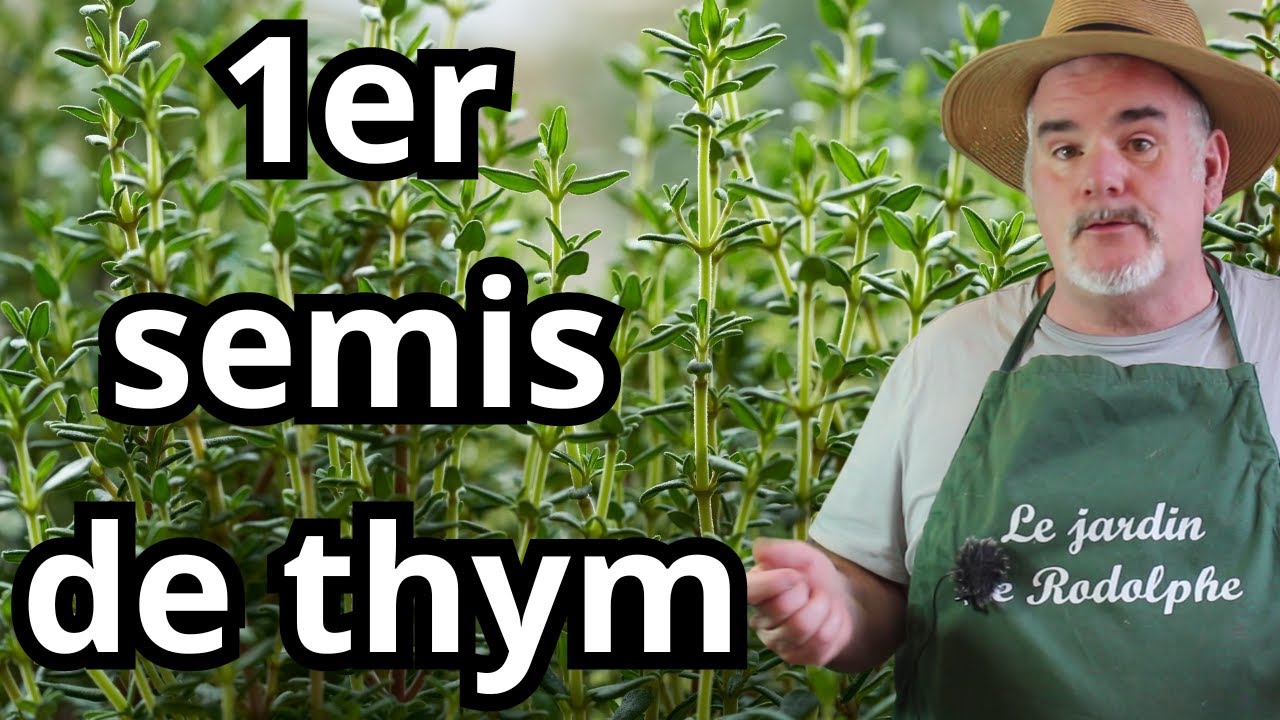 Les Astuces de Grand-Père pour un Semis de Thym Parfait!