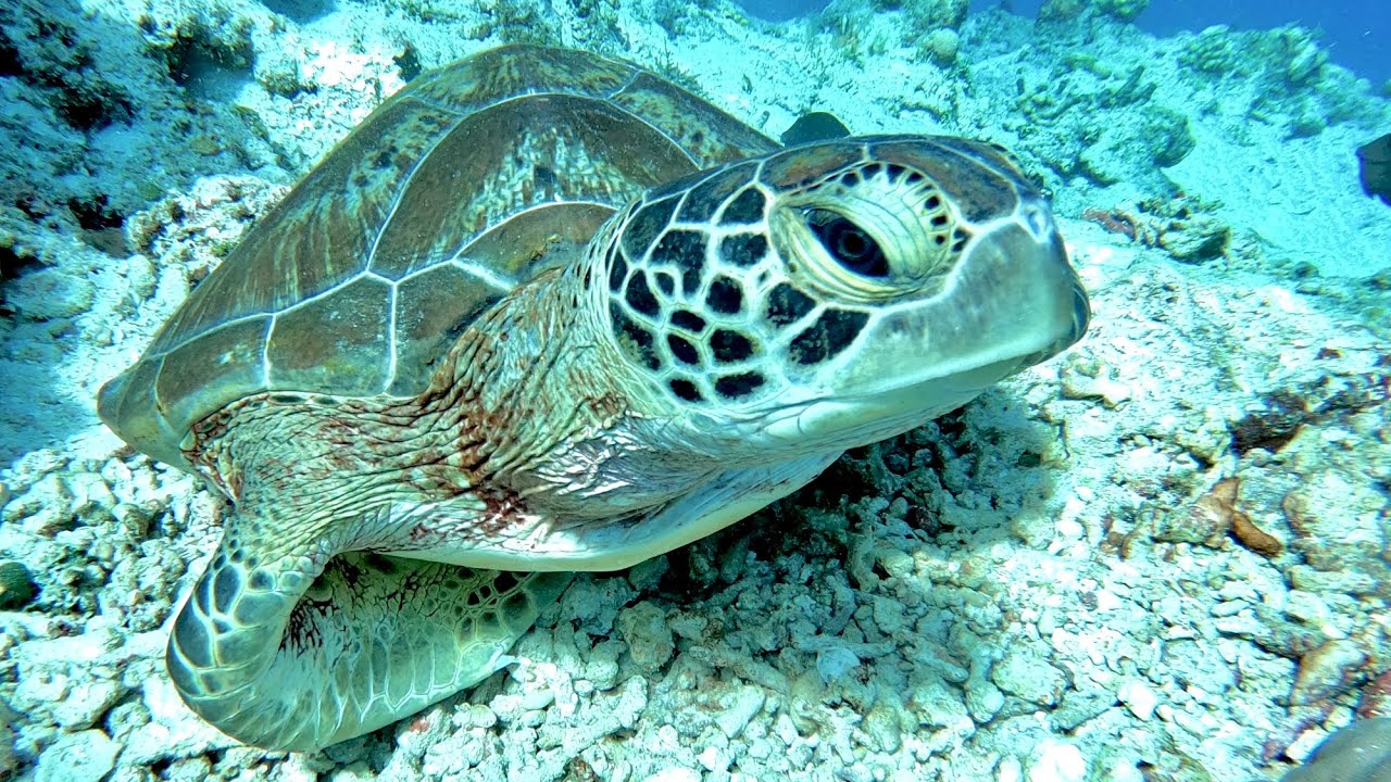 Bandos underwater Maldives