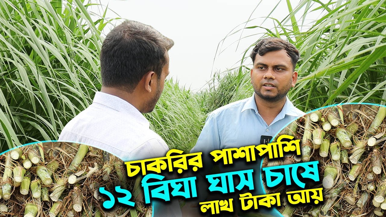 চাকরির পাশাপাশি হাইব্রিড ঘাস চাষে লাখ টাকা আয় তরুণের | উদ্যোক্তার খোঁজে