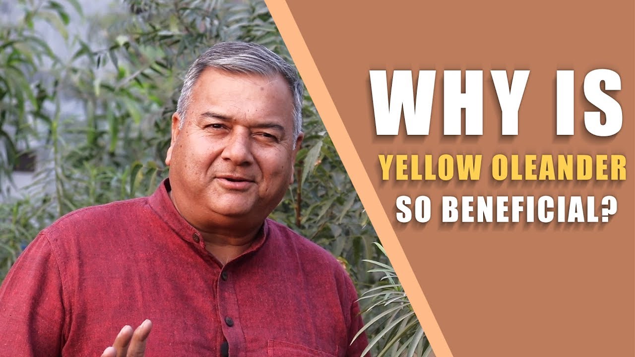 What are the benefits of the plant yellow oleander?