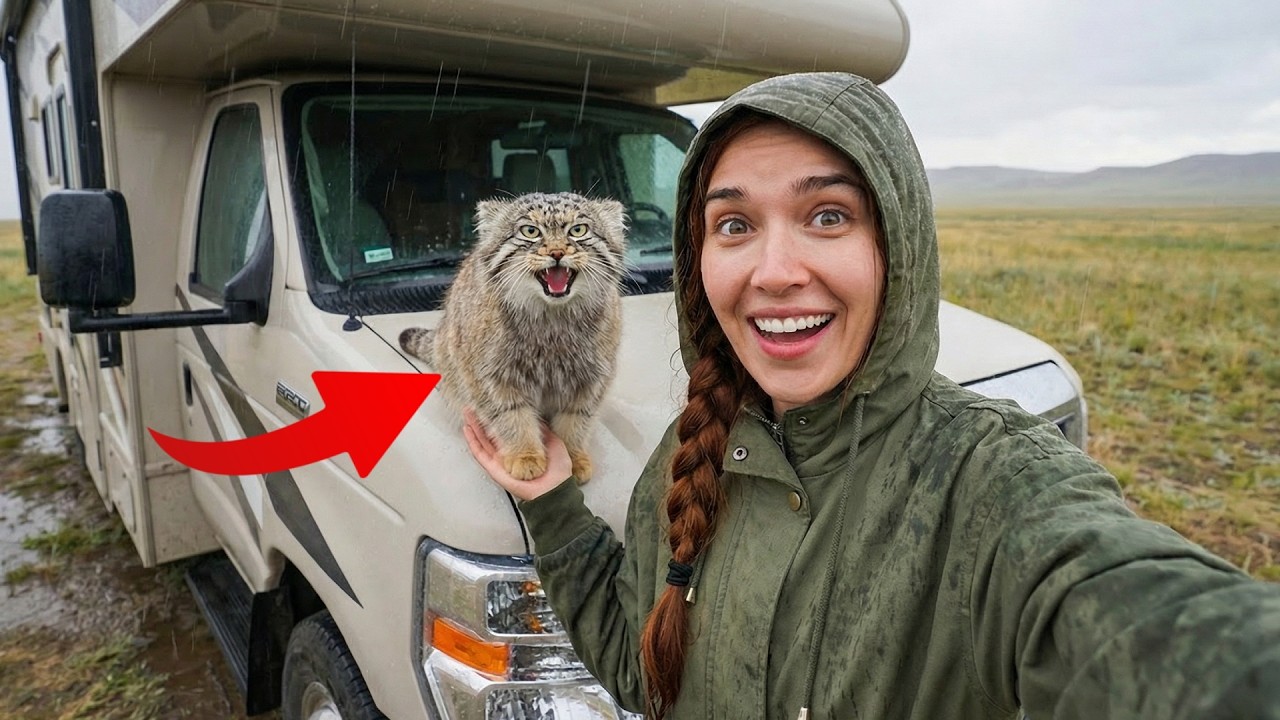 Wild Cat Saved from the Rain... Now He Thinks He's King of My Van