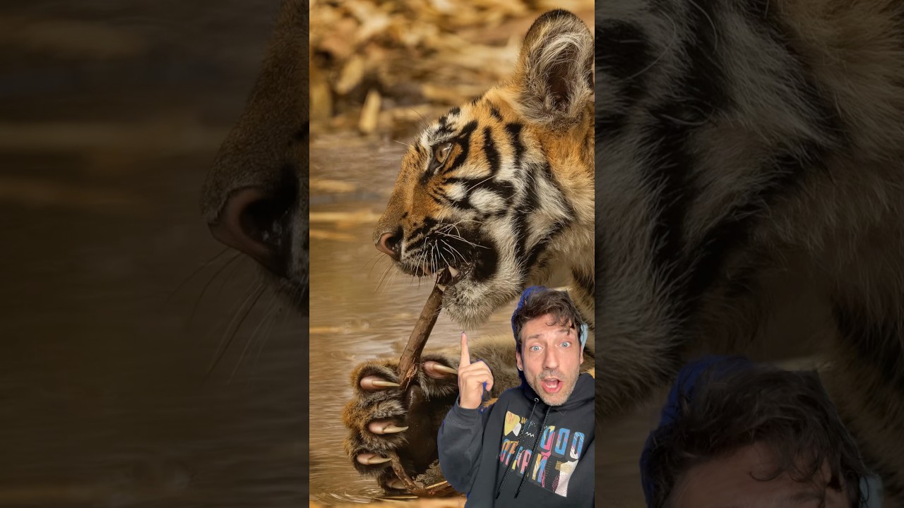 Tigers are just built different