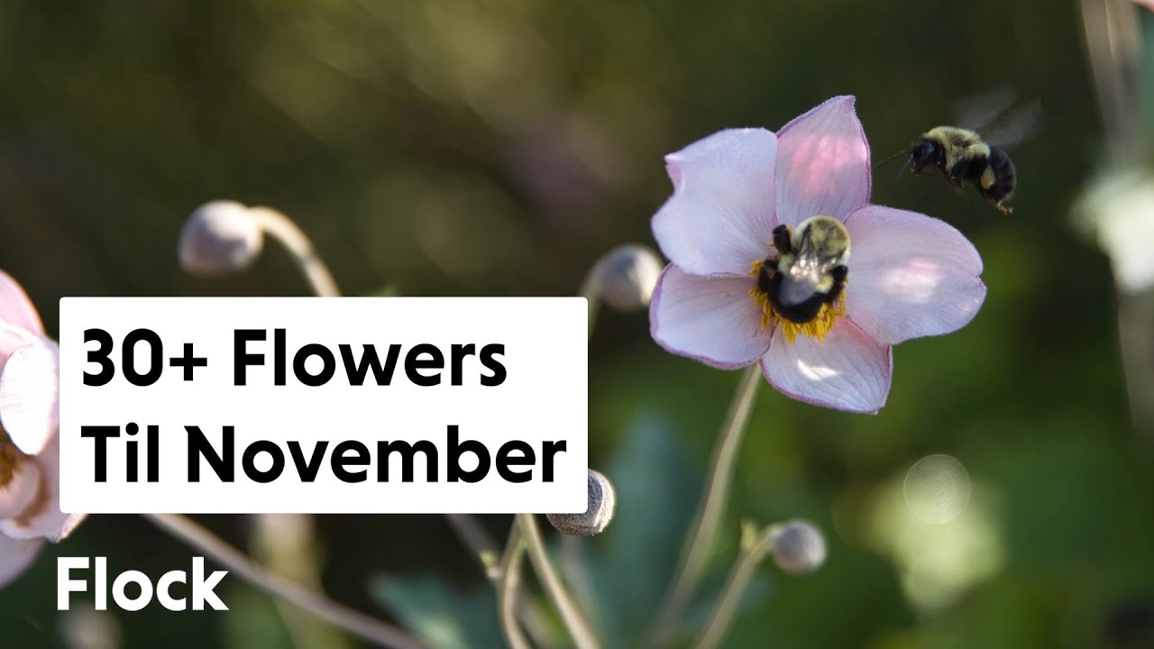 30+ Flowers BLOOMING Until NOVEMBER — Ep. 217