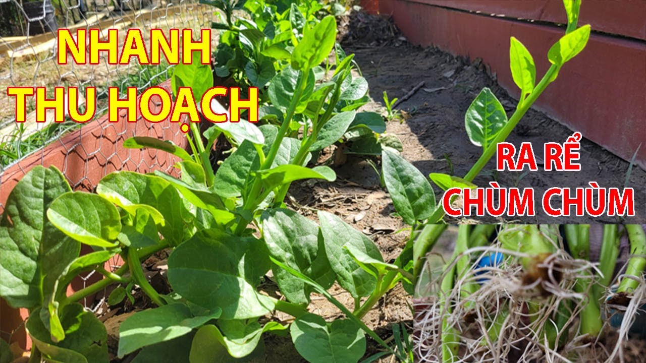 CÁCH TRỒNG RAU MỒNG TƠI BẰNG NHÁNH MAU THU HOẠCH ĂN QUANH NĂM/Trinh Cuộc Sống Mỹ