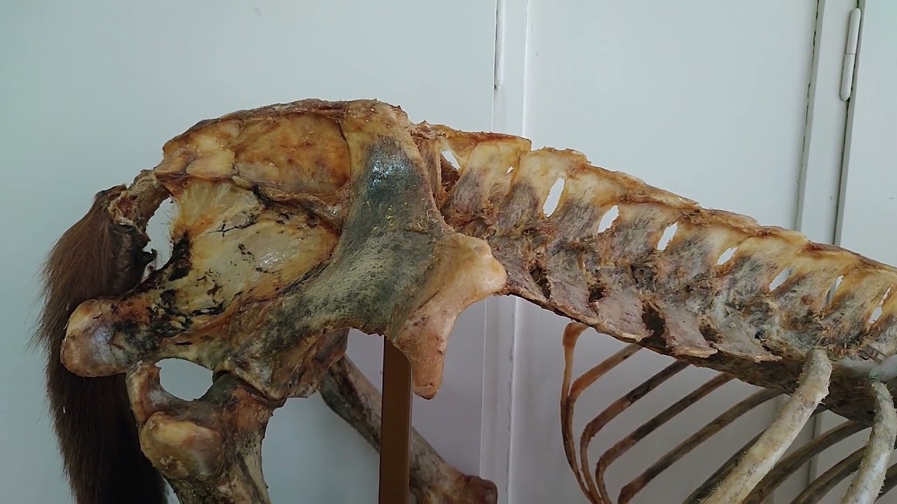 Omurga Eklemleri