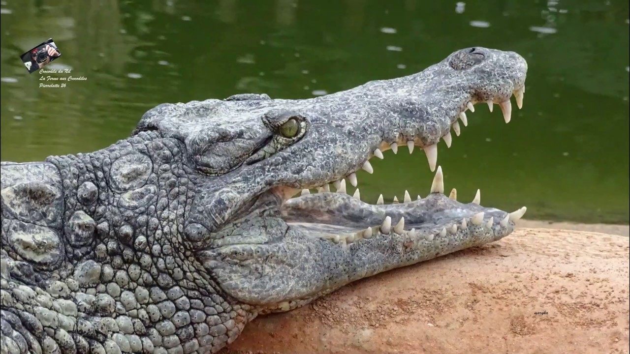 Le Repas des Crocodiles du Nil -   La Ferme aux Crocodiles -  Pierrelatte (Drôme) France