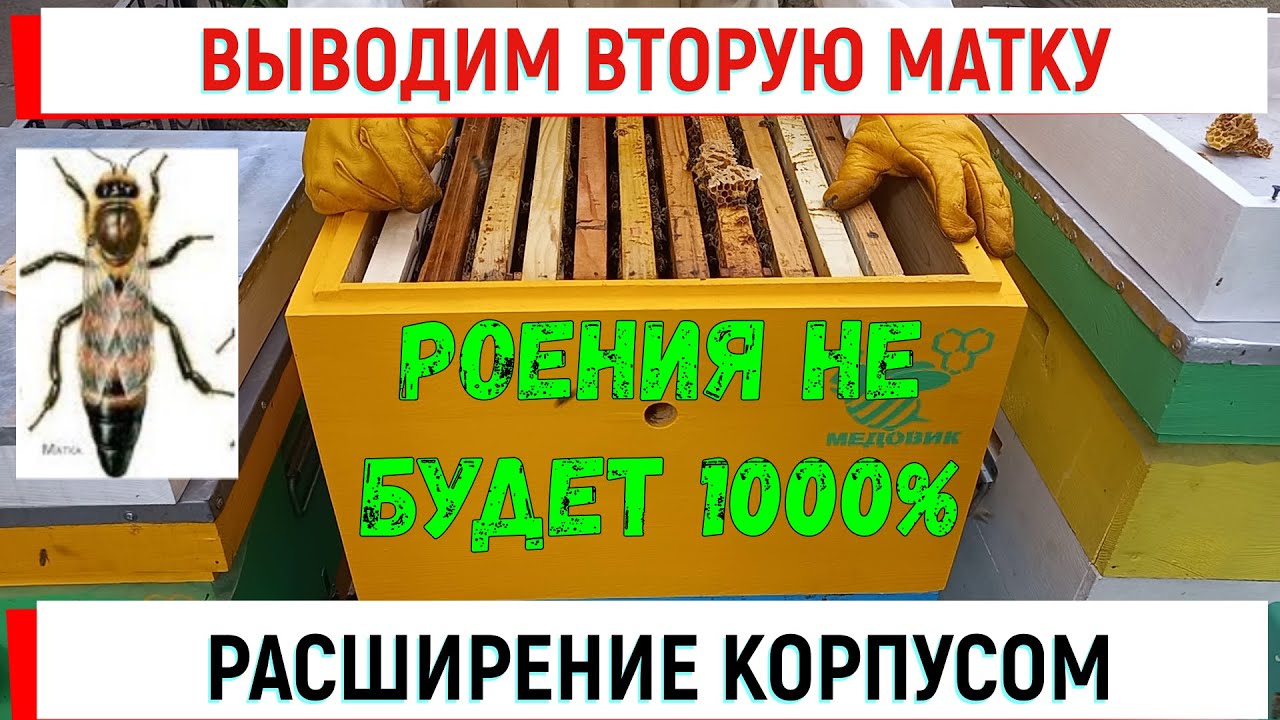Выводим вторую матку в корпусном улье. Роения не будет 1000%