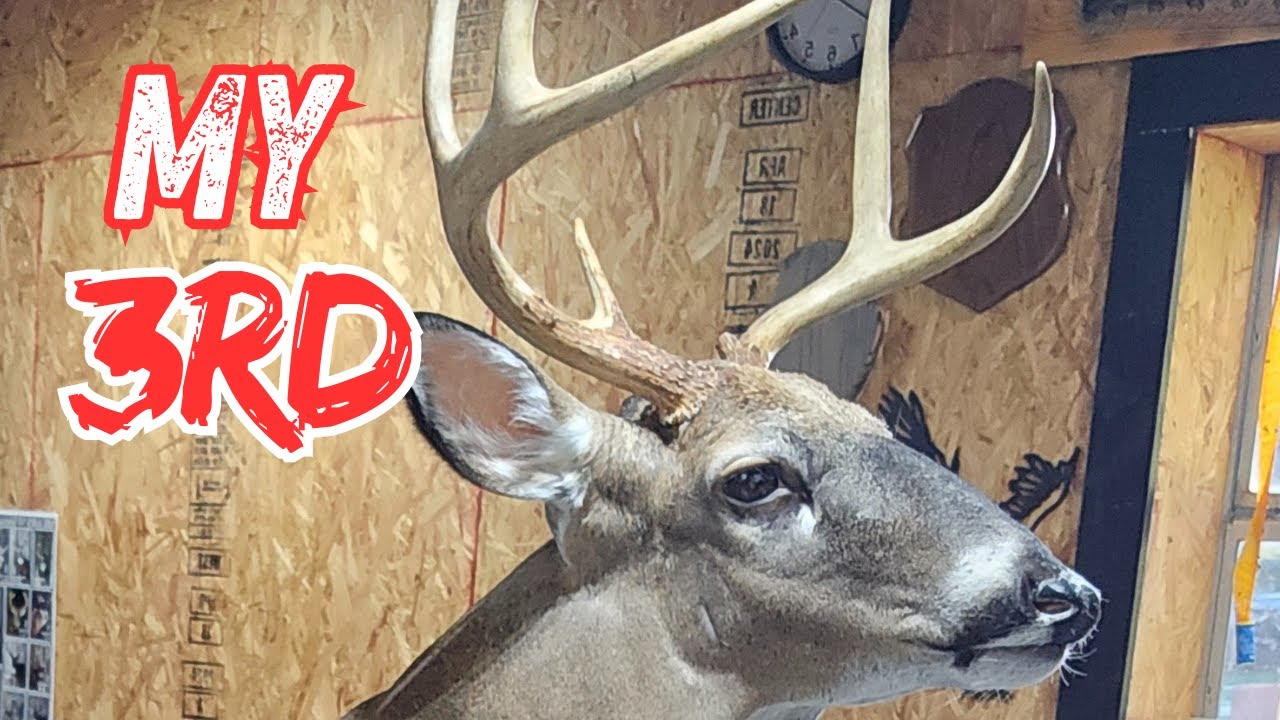 Mounting my 3rd Whitetail for Myself