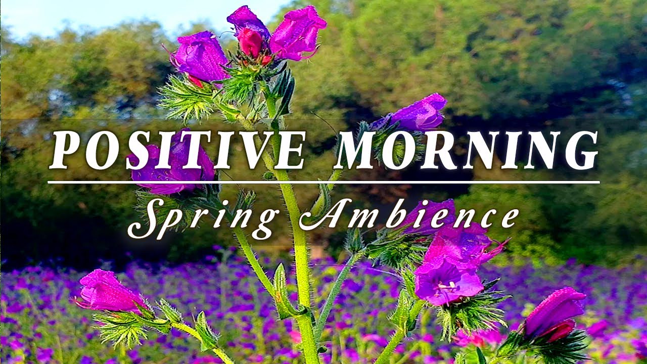 Relaxing Nature Ambience Meditation🌷 POSITIVE SPRING MORNING AMBIENCE 🌷 Birds Singing Flowery Meadow