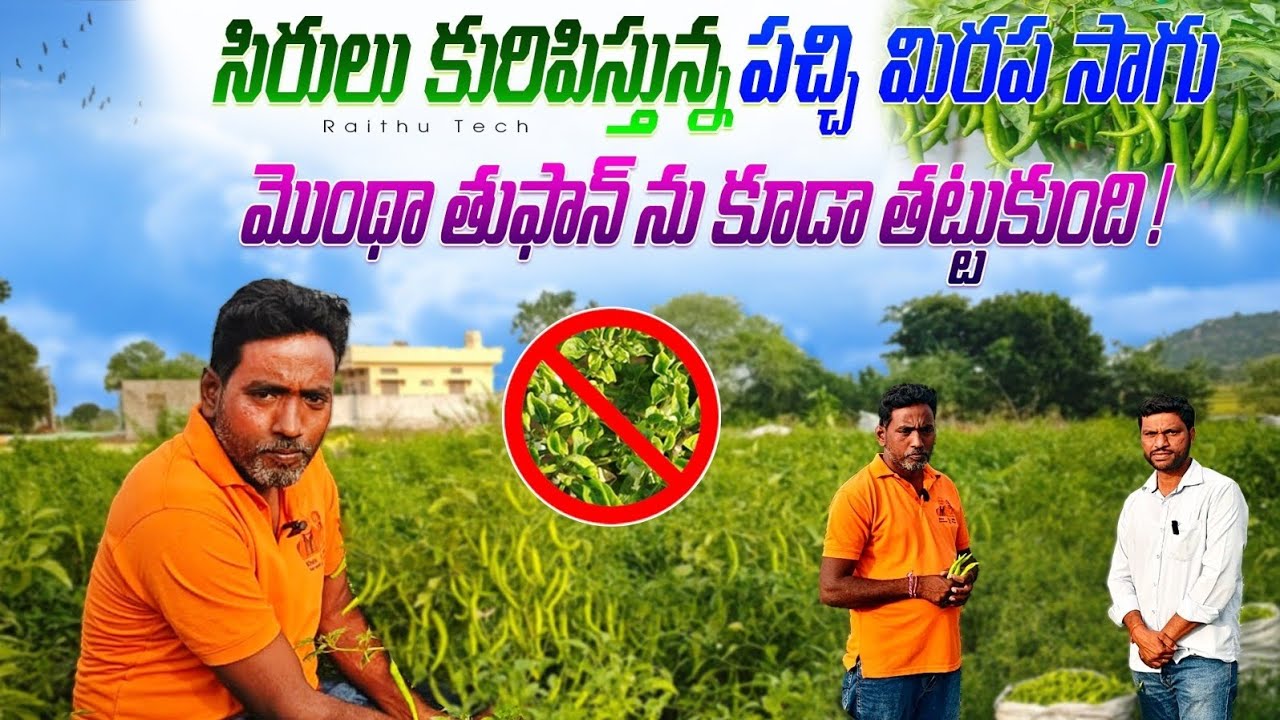 పచ్చి మిరప సాగులో లాభాలు , కొత్త రైతులకు గోల్డెన్ ఛాన్స్ || green chilli cultivation //Rythutech 